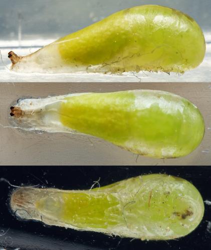 Réf. 303 093 : Sphaerophoria scripta